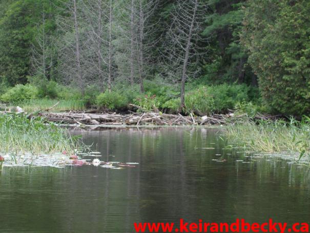 Beaver Dam at Bon Echo