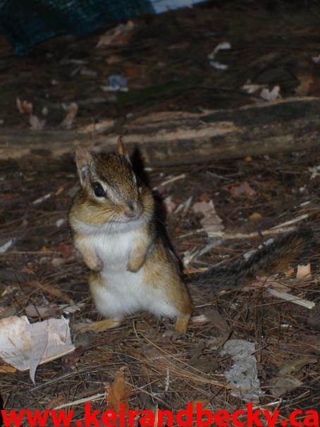 Chipmunk at Bon Echo